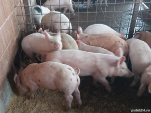 Vand suldei !!!!!!!!!! - imagine 4