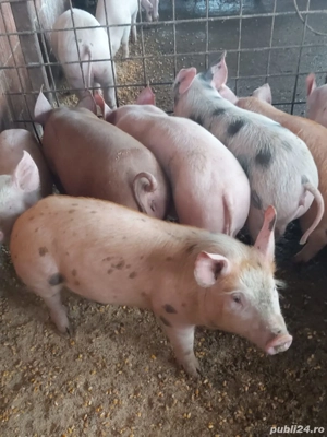 Vand suldei !!!!!!!!!! - imagine 2