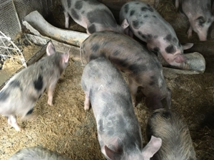 Vand godini  - imagine 5