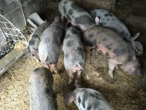 Vand godini  - imagine 4