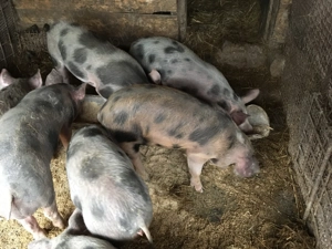 Vand godini  - imagine 3