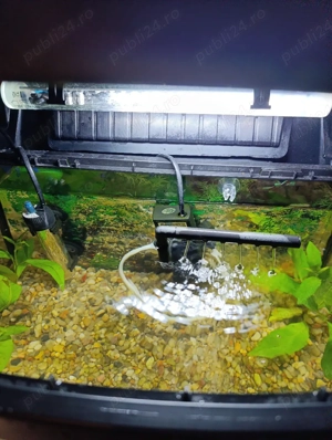 Vând acvariu pești - imagine 2