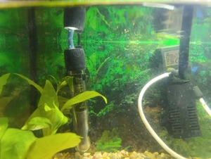 Vând acvariu pești - imagine 4