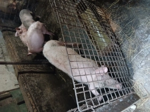 Vand purcei 40-45 de kg detali la nr de tel  