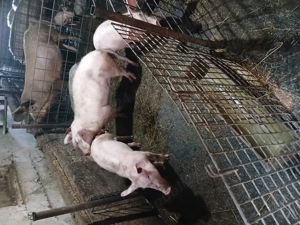 Vand purcei 40-45 de kg detali la nr de tel   - imagine 3