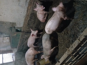 Vand purcei 40-45 de kg detali la nr de tel   - imagine 4