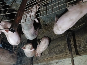 Vand purcei 40-45 de kg detali la nr de tel   - imagine 2