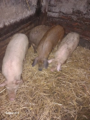 De vanzarevistea de sus