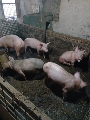 Vand porci mai multe detalii  la nr de telefon   - imagine 2