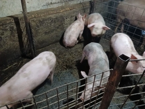 Vand porci mai multe detalii  la nr de telefon  