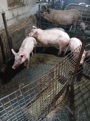 Vand porci mai multe detalii  la nr de telefon   - imagine 3