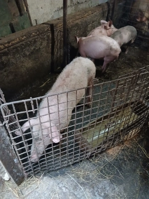 Vand porci mai multe detalii  la nr de telefon   - imagine 4