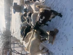 Capre tinere între 1 an și 3 ani