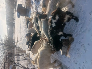 Capre tinere între 1 an și 3 ani - imagine 2