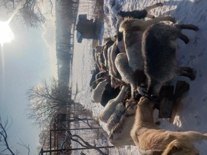 Capre tinere între 1 an și 3 ani - imagine 4