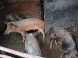 purceii de 4 luni  - imagine 5