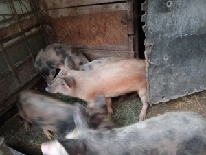 purceii de 4 luni  - imagine 3