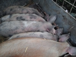 purceii de 4 luni  - imagine 4