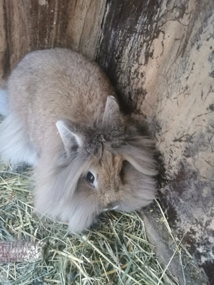 Femelă cap de leu - imagine 5