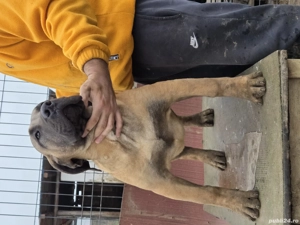Vand catel presa canario - imagine 3