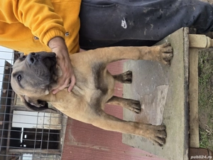 Vand catel presa canario - imagine 4