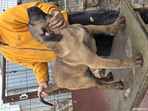 Vand catel presa canario - imagine 2