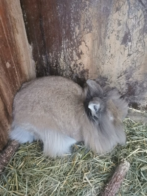 Femelă cap de leu - imagine 3