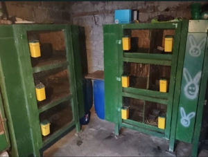 Boxe Cotețe Iepuri  - imagine 3