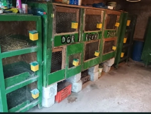 Boxe Cotețe Iepuri  - imagine 2