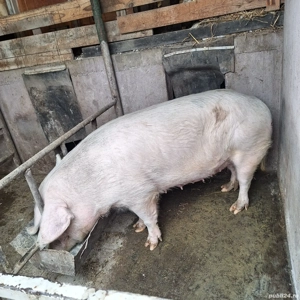 purcea gestantă - imagine 2