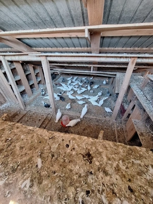 Vând porumbei  - imagine 2