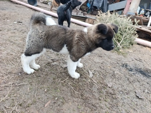 Akita American 