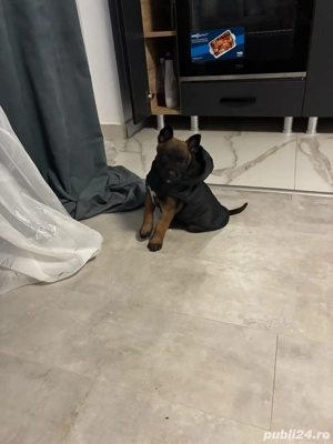 Catei Ciobaesc Belgian  - imagine 2