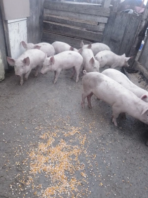 grasuni de vanzare 35 kg 