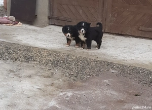 Pui de Ciobănesc de Berna de vânzare - imagine 2