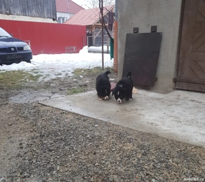 Pui de Ciobănesc de Berna de vânzare - imagine 4