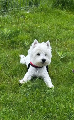 Vand pui westie , west highland white terrier - imagine 4