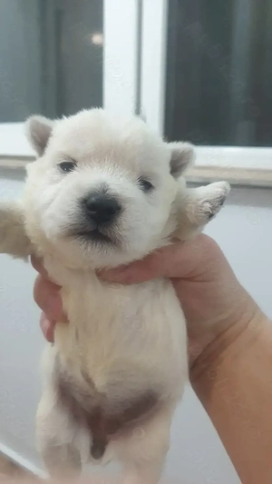 Vand pui westie , west highland white terrier - imagine 2
