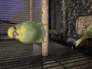 Perusi standard  - imagine 4