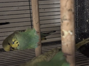 Perusi standard  - imagine 3