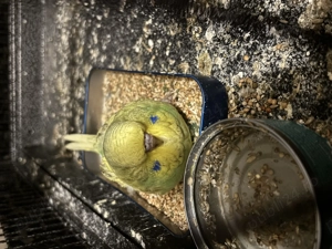 Perusi standard  - imagine 2