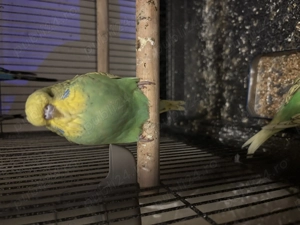 Perusi standard  - imagine 5