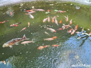 vand caras ornamentali