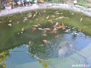 vand caras ornamentali - imagine 2