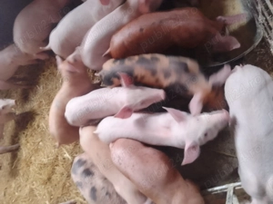 Purcei rasa de carne 