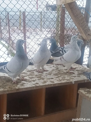 porumbei standard - imagine 2