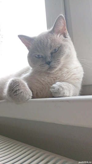 British Shorthair colorpoint femelă  - imagine 2