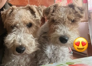 Fox Terrieri  pui - imagine 3