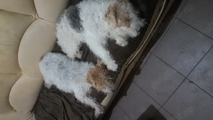 Fox Terrieri  pui - imagine 4