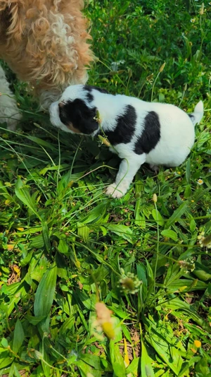 Fox Terrieri  pui - imagine 5